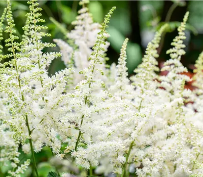 Astilbe chinensis 'Visions in White'®