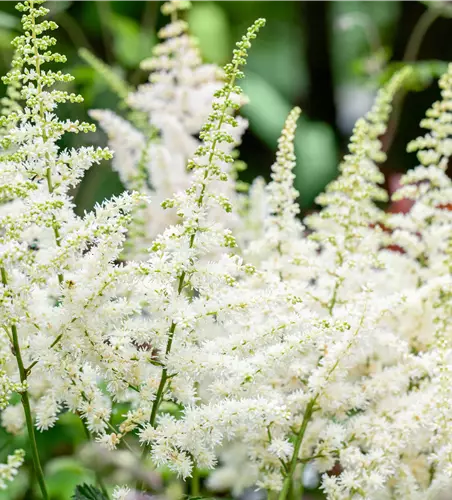 Astilbe chinensis 'Visions in White'®