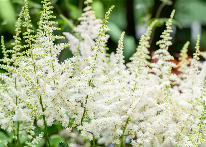 Astilbe chinensis 'Visions in White'®