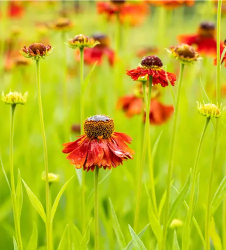 Helenium 'Moerheim Beauty'