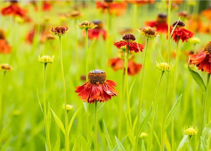 Helenium 'Moerheim Beauty'