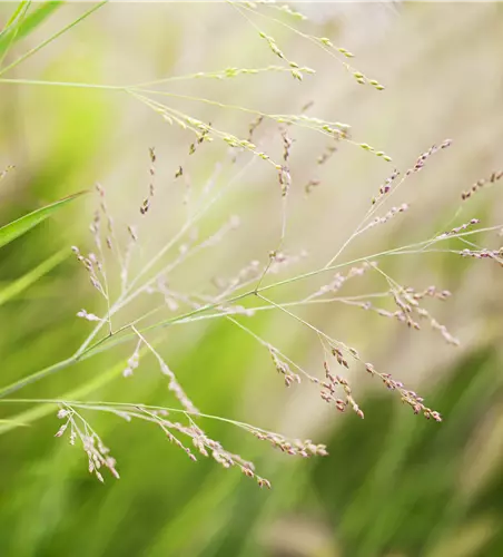 Panicum virgatum 'Cheyenne Sky'