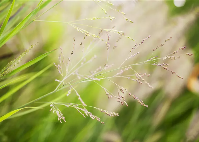 Panicum virgatum 'Cheyenne Sky'(s) 
