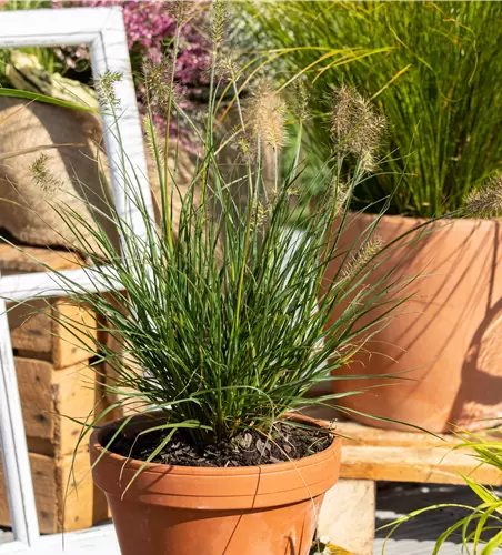 Pennisetum alopecuroides 'Little Bunny'