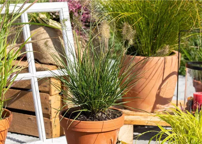 Pennisetum alopecuroides 'Little Bunny'