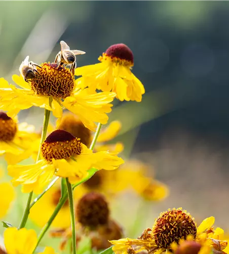 Helenium bigelovii 'The Bishop' 