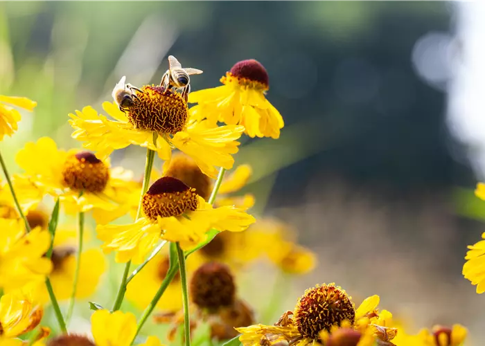 Helenium bigelovii 'The Bishop' 