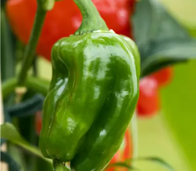 Capsicum annuum 'Neusiedler Ideal'