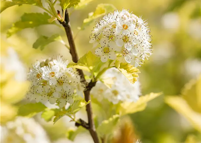 Physocarpus opulifolius 'Dart´s Gold' 