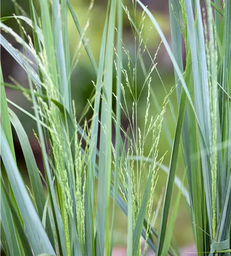 Panicum virgatum 'Northwind'