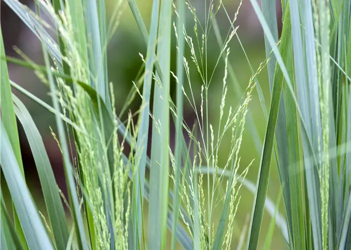 Panicum virgatum 'Northwind'