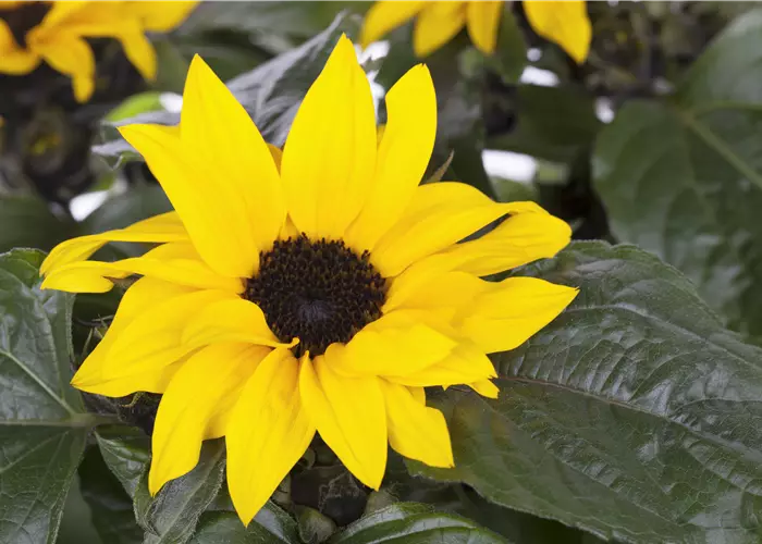 Helianthus annuus 'Sunsation' 