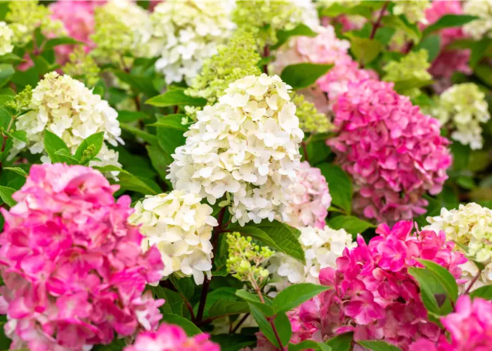 Hydrangea paniculata 'Bloody Mary'®