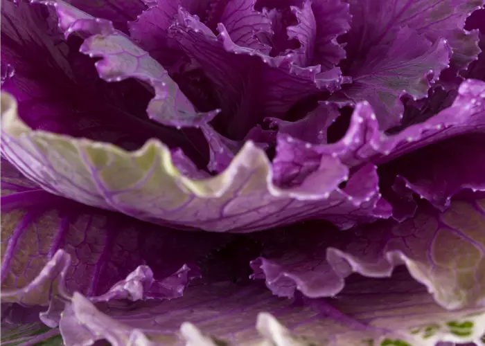 Brassica oleracea var. acephala