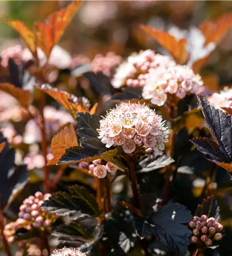 Physocarpus opulifolius 'Tiny Wine'® 