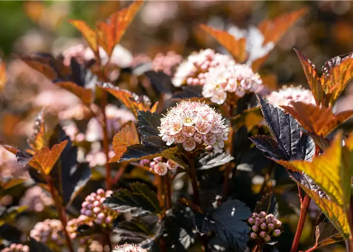 Physocarpus opulifolius 'Tiny Wine'® 