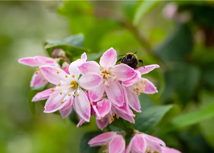 Deutzia x hybrida 'Strawberry Fields'