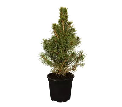 Picea glauca 'Conica'