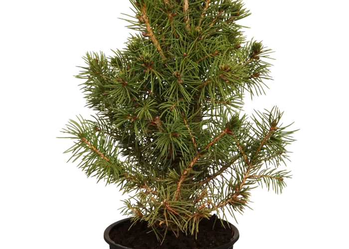 Picea glauca 'Conica'