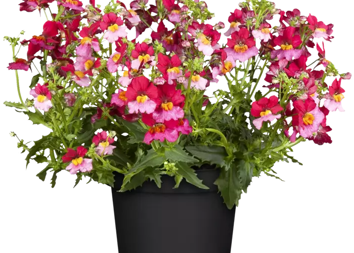 Nemesia SUNSATIA™ PLUS 'Berry Delight'