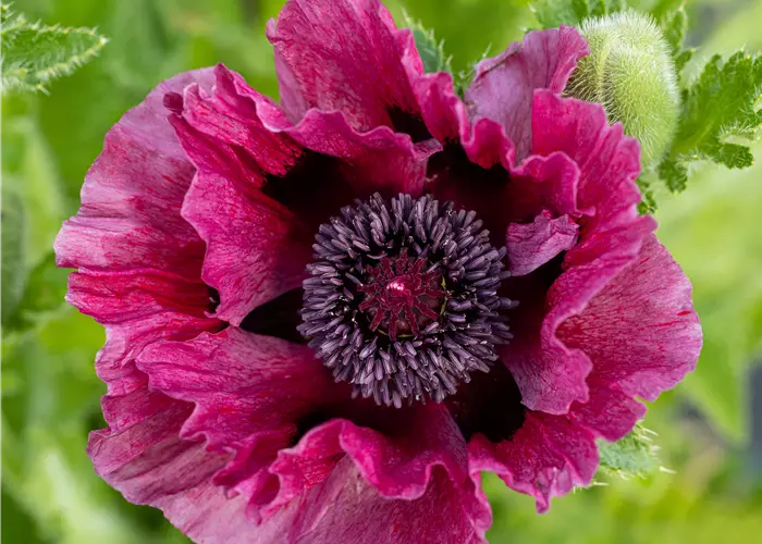 Papaver orientale 'Patty´s Plum'