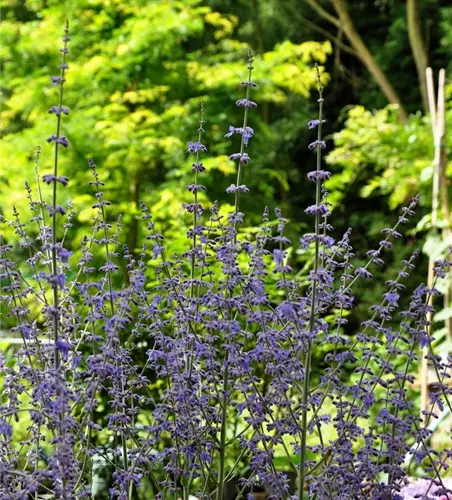 Perovskia atriplicifolia 'Little Spire'®