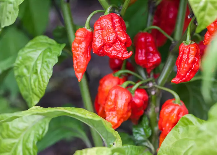 Capsicum chinense 'Carolina Reaper'