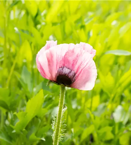 Papaver orientale 'Raspberry Queen'