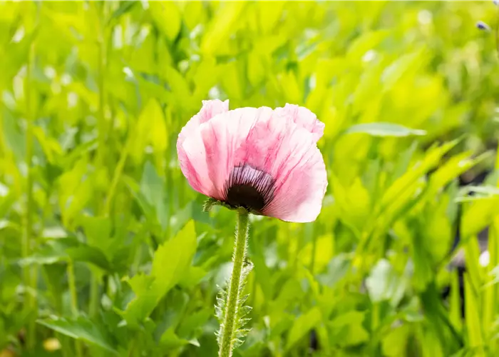 Papaver orientale 'Raspberry Queen'
