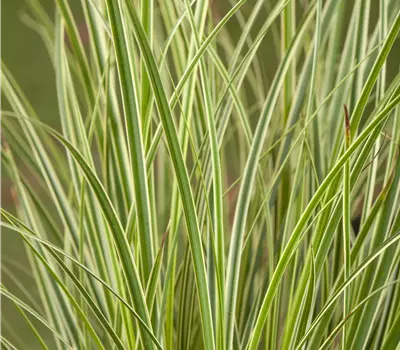 Carex conica 'Snowline'
