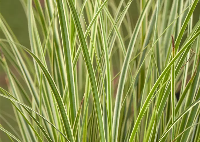 Carex conica 'Snowline'