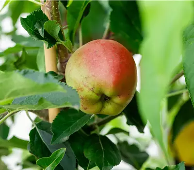 Malus domestica 'Galiwa'® 