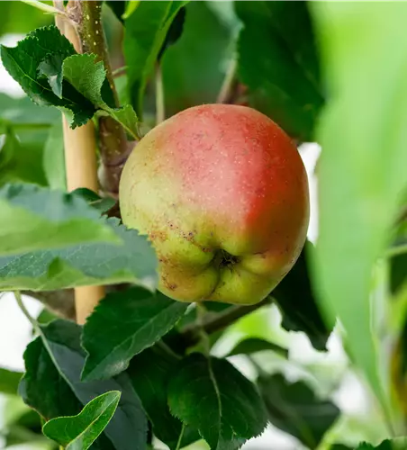 Malus domestica 'Galiwa'® 