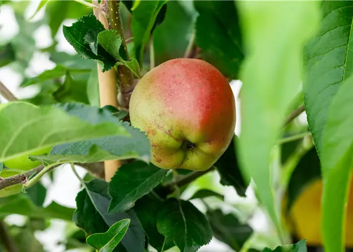 Malus domestica 'Galiwa'® 
