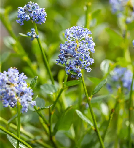 Ceanothus impressus 'Victoria' 