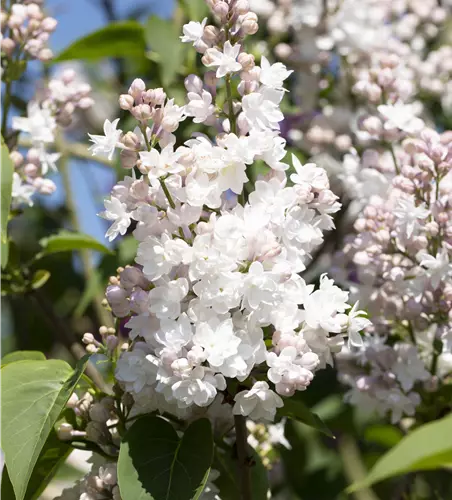 Syringa vulgaris 'Beauty of Moscow'