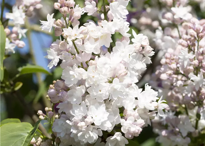 Syringa vulgaris 'Beauty of Moscow'