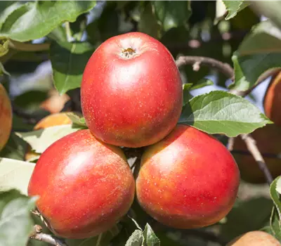 Malus domestica 'Gerlinde'® 