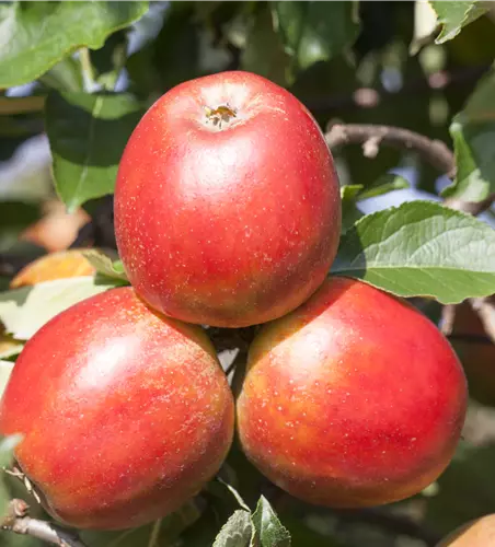 Malus domestica 'Gerlinde'® 