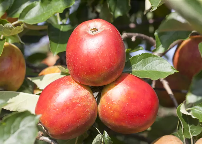 Malus domestica 'Gerlinde'® 