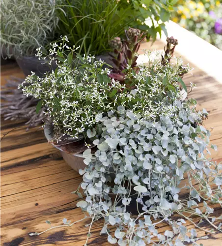 Dichondra argentea 'Silver Falls' (S)