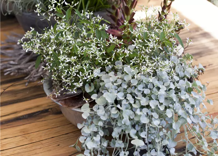 Dichondra argentea 'Silver Falls' (S)