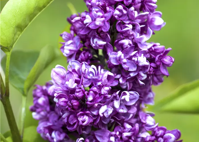 Syringa vulgaris 'Charles Joly'