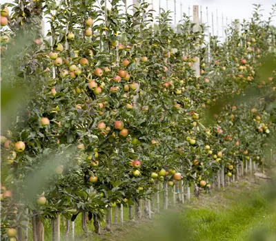 Malus domestica 'Gold Sensation' 