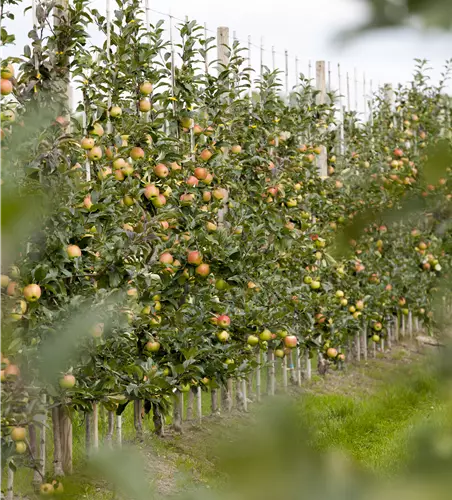 Malus domestica 'Gold Sensation' 