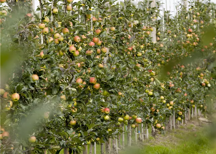 Malus domestica 'Gold Sensation' 