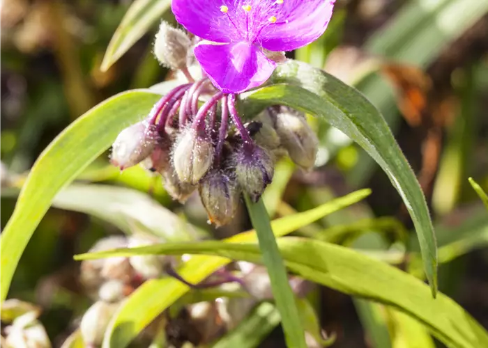 Tradescantia andersoniana 