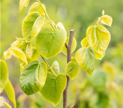 Cercis chinensis 'Shirobana'