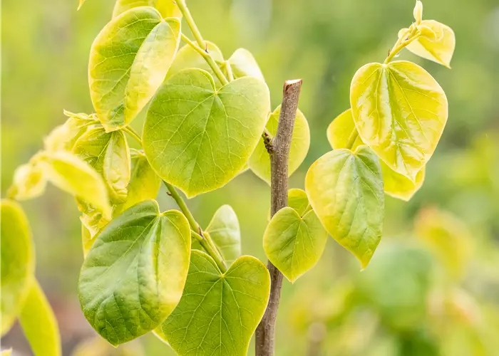 Cercis chinensis 'Shirobana'