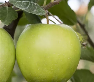 Malus domestica 'Green Sensation' 